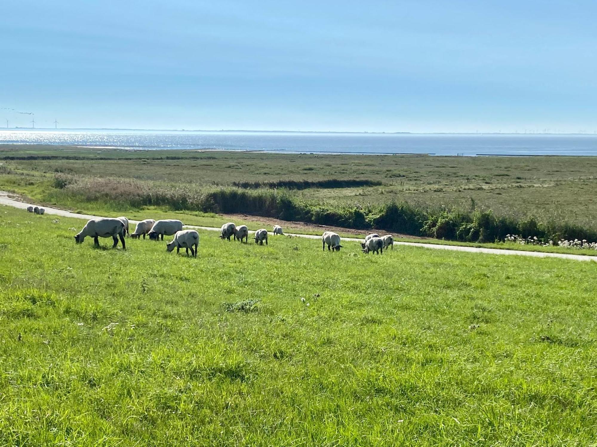 Haus Meerauszeit - Erholung An Der Nordsee Schweiburg Exteriör bild